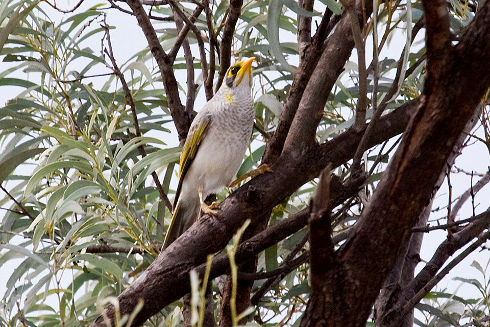 Yellow-throated Miner (Manorina flavigula)